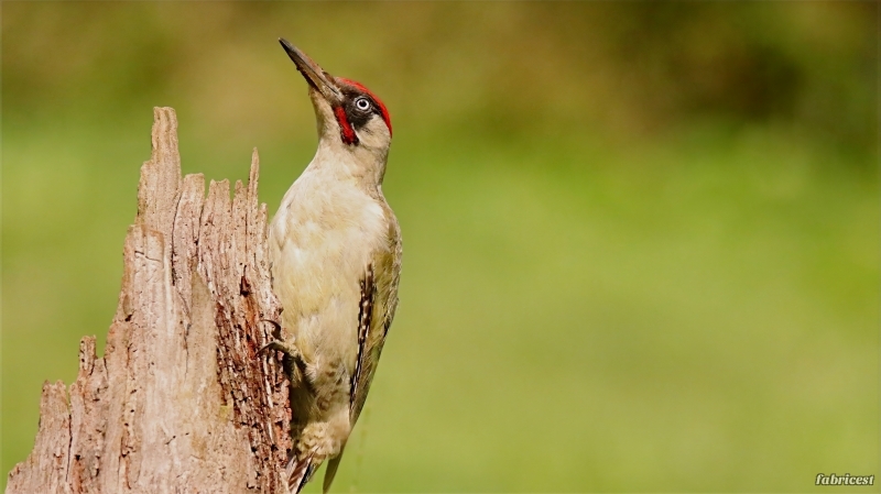 IMG_1017-topaz-denoise-sharpen-lighting.JPG