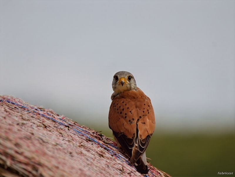 IMG_1814-topaz-denoise-sharpen-lighting-color.JPG