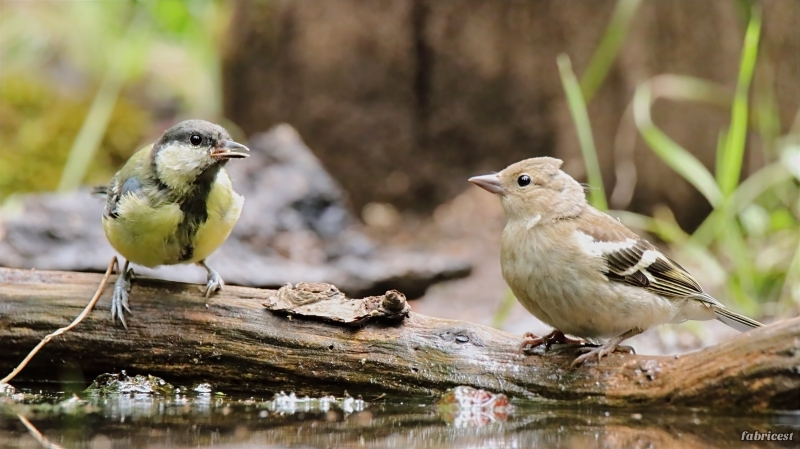 IMG_9826-topaz-denoise-sharpen-lighting.JPG