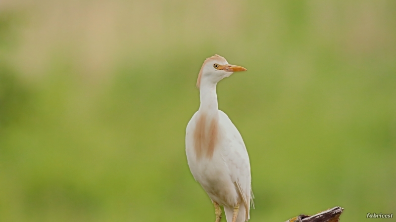 IMG_9913-topaz-denoise-sharpen-lighting-color.JPG