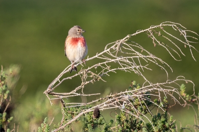 Identification Oiseaux