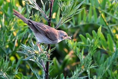 Identification Oiseaux