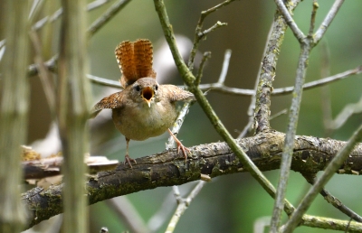 Oiseaux Troglodyte mignon (Troglodytes troglodytes)