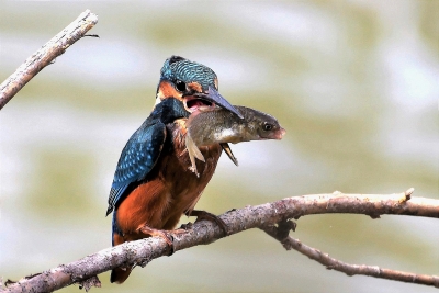 Oiseaux Martin pêcheur d\'Europe (Alcedo atthis)