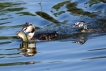 Oiseaux Grèbe huppé et sa progeniture