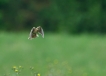 Oiseaux Alouette des champs (Alauda arvensis)