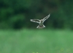 Oiseaux Alouette des champs (Alauda arvensis)