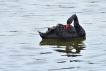 Oiseaux Cygne noir