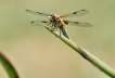 Insectes Libellule a 4 taches