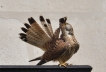 Oiseaux Faucon crécerelle (Falco tinnunculus)