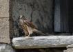 Oiseaux Faucon crécerelle (Falco tinnunculus)