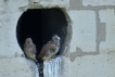 Oiseaux
