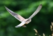 Oiseaux Faucon crécerelle (Falco tinnunculus)