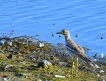 Oiseaux Oedicnème criard (Burhinus oedicnemus)