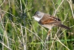 Oiseaux Fauvette grisette (Sylvia communis)
