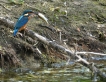 Oiseaux Martin pêcheur d\'Europe (Alcedo atthis)