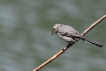 Oiseaux Bergeronette grise
