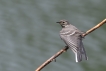 Oiseaux Bergeronette grise