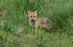 Mammifères Renard roux (vulpes vulpes).