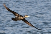  Grand cormoran (Phalacrocorax carbo)