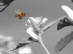 Insectes abeille domestique (apis mellifera)