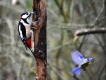 Oiseaux Pic épeiche (Dendrocopos major)