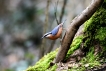 Oiseaux Sitelle torchepot (Sitta europaea)