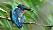 Oiseaux Martin pêcheur d\'Europe (Alcedo atthis)