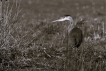 Oiseaux Héron cendré (Ardea cinerea)