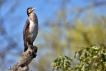 Oiseaux Grand cormoran (Phalacrocorax carbo)