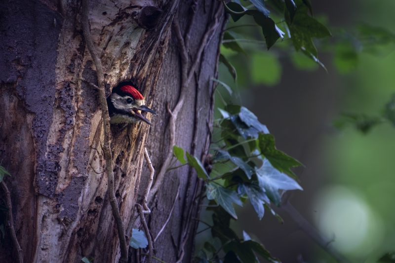 Photo Oiseaux Pic épeiche (Dendrocopos major)