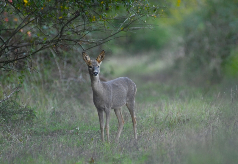Photo Mammifères Chevrette (Capreolus capreolus)