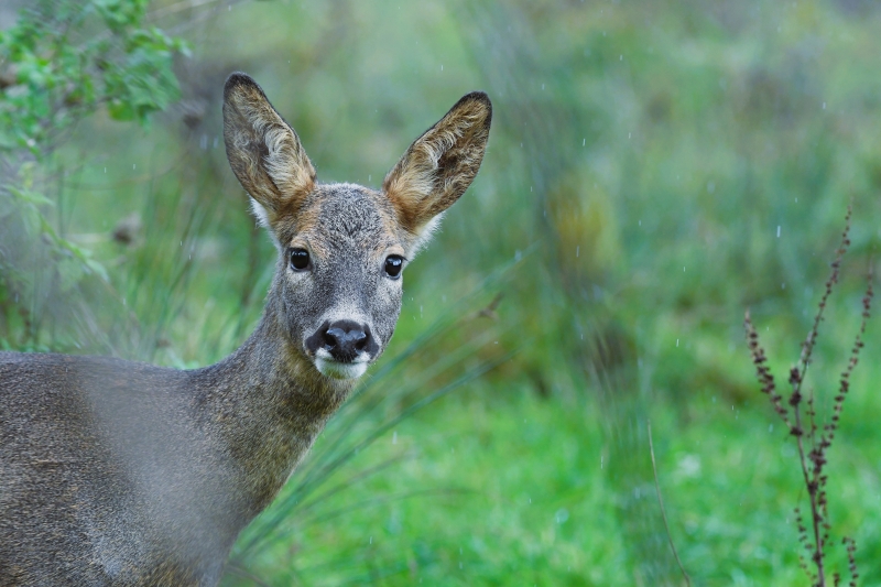 Photo Mammifères Chevrette (Capreolus capreolus)