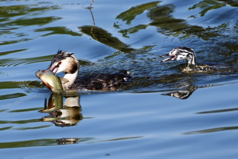 Photo Oiseaux Grèbe huppé et sa progeniture
