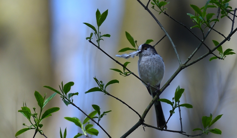 Photo Oiseaux