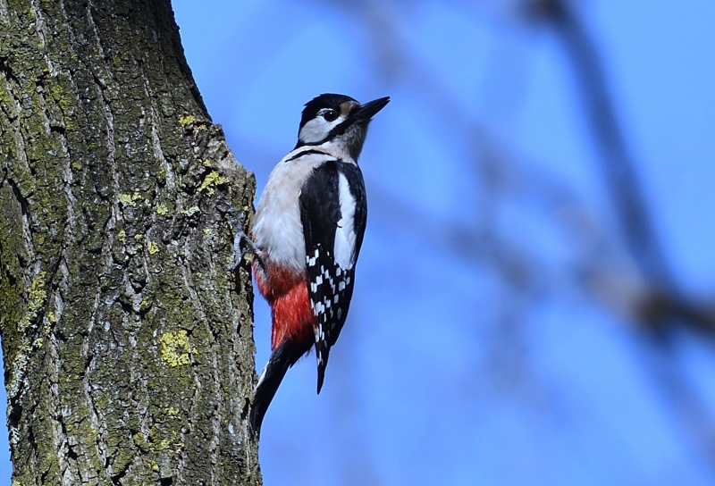 Photo Oiseaux