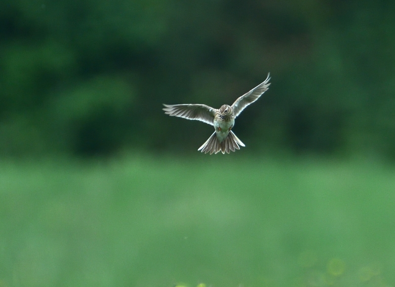 Photo Oiseaux Alouette des champs (Alauda arvensis)