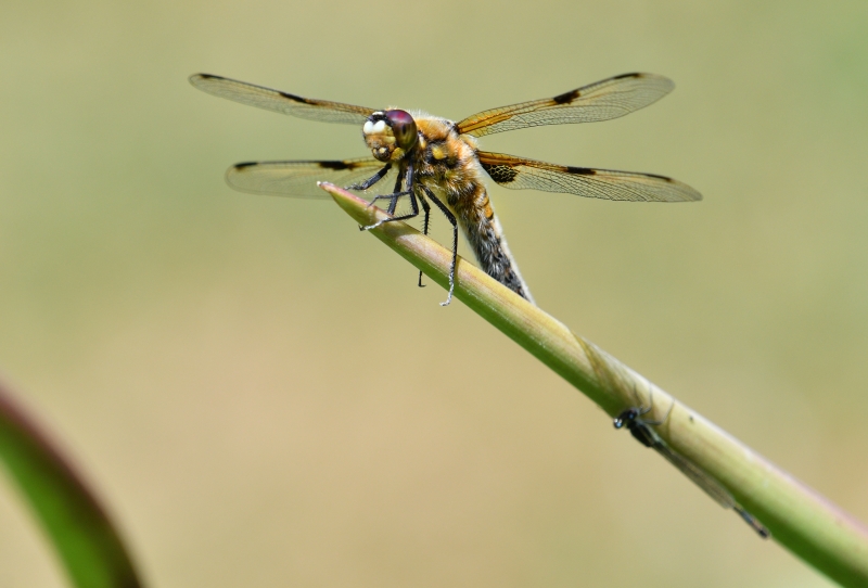 Photo Insectes Libellule a 4 taches