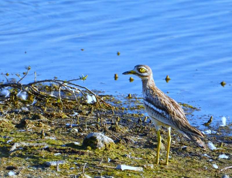 Photo Oiseaux Oedicnème criard (Burhinus oedicnemus) 