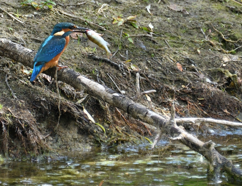 Photo Oiseaux Martin pêcheur d'Europe (Alcedo atthis)