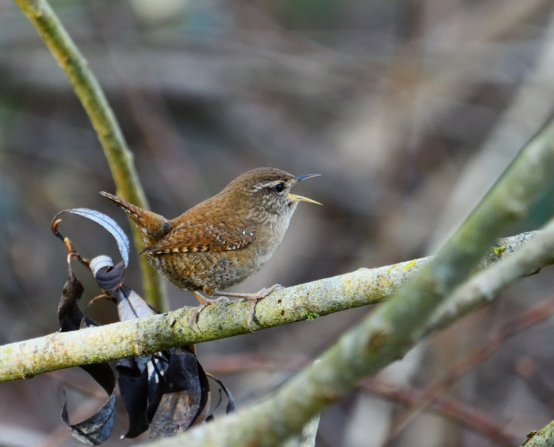 Photo Oiseaux Troglodyte mignon (Troglodytes troglodytes)