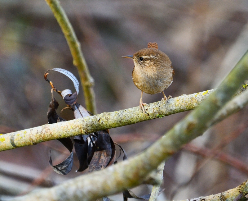 Photo Oiseaux Troglodyte mignon (Troglodytes troglodytes)