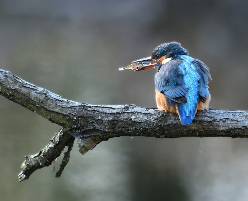 Photo Oiseaux Martin-pêcheur d'Europe (Alcedo atthis)