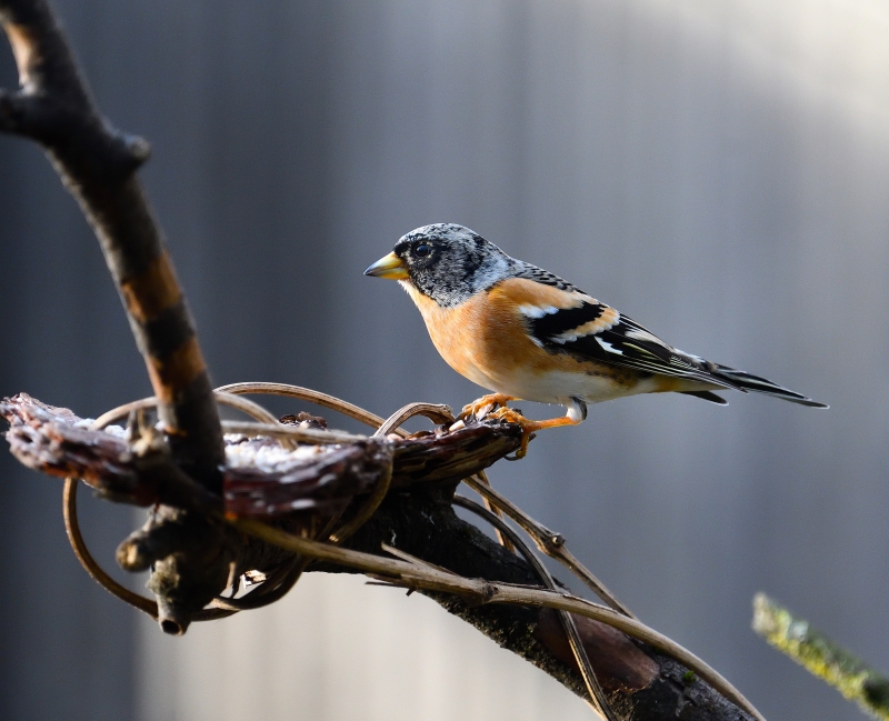 DSC_5945_00001_071528.jpg Pinson du Nord ((Fringilla montifringilla)