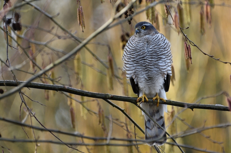 Photo Oiseaux Épervier d'Europe (Accipiter nidus)