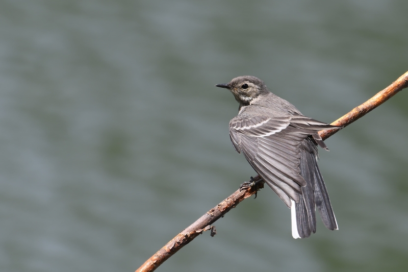 Photo Oiseaux Bergeronette grise