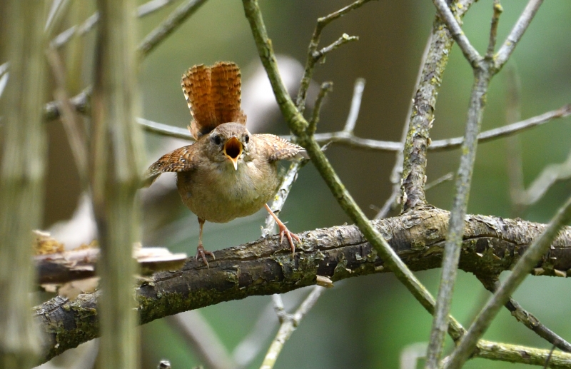 Photo Oiseaux Troglodyte mignon (Troglodytes troglodytes)