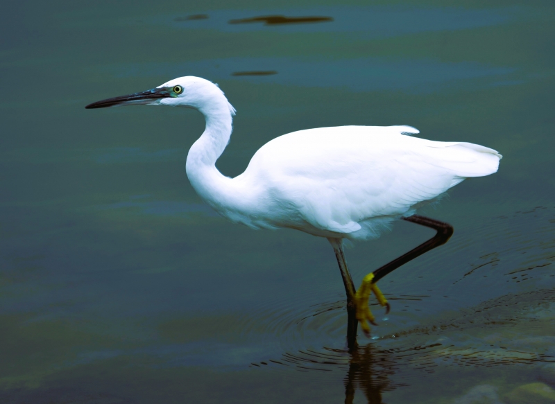 Photo Oiseaux Aigrette garzette (Egretta garzetta)