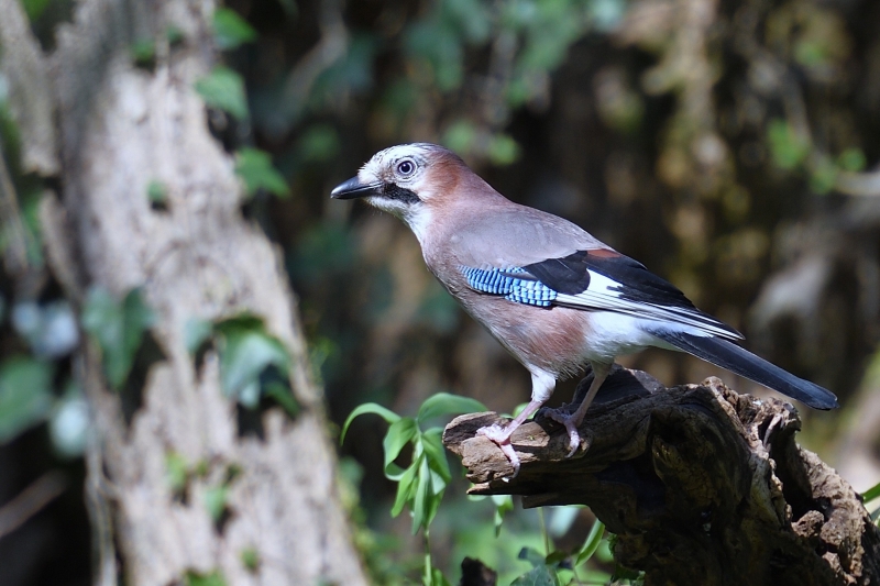 Photo Oiseaux