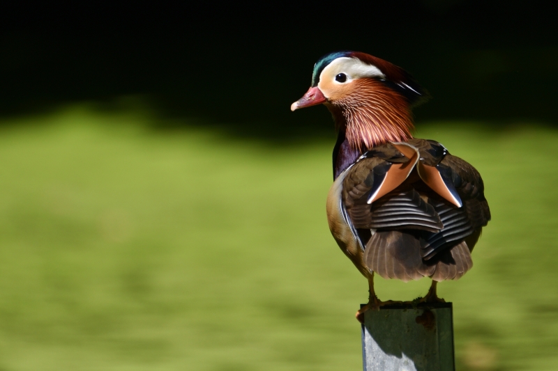 IMG_20250501_204503.jpg Canard mandarin (Aix galericulata)